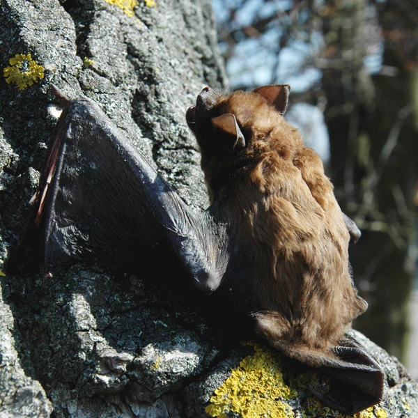 Flagermus