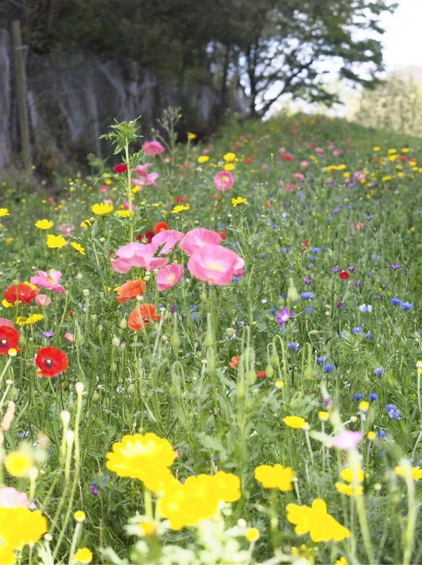 Blomster i grøft