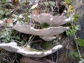 Træsvampeunderside