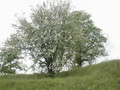 Engriflet hvidtjørn