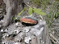 Hamburgersvamp
